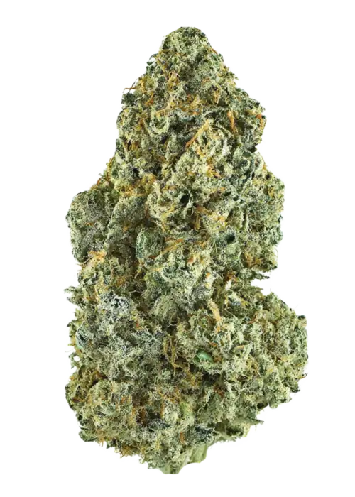 Grape Jam, böğürtlen aromaları ve rahatlatıcı etkisiyle bilinen indica baskın bir türdür. Ağrı ve stresi azaltmaya yardımcı olabilir. Özelliklerini keşfedin.