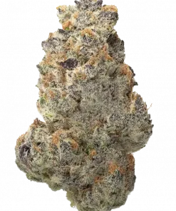 Grape Mochi, yakıtımsı üzüm aroması ve dengeli etkileriyle öne çıkan Indica dominant bir türdür. Yüksek THC içeriğiyle dikkat çeker. Genetik yapısını keşfedin.