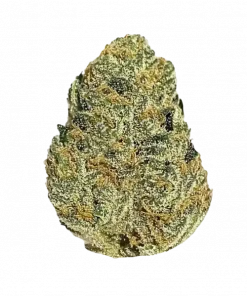Grape OG, üzüm aromaları ve rahatlatıcı etkisiyle bilinen Indica baskın bir türdür. Orta seviyedeki THC içeriğiyle öne çıkar. Genetik yapısını keşfedin.