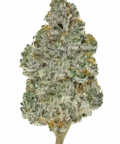 Grape Pi'nana, üzüm ve yakıtımsı aromalarıyla öne çıkan dengeli bir hibrit türdür. Stres ve ağrıya karşı idealdir. Genetik yapısını keşfedin ve rahatlayın.