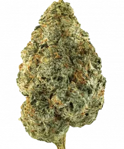 Grape Pizza, tatlı üzüm aroması ve dengeli etkisiyle öne çıkan 50/50 indica-sativa melezi bir türdür. Yüksek hash verimi sunar. Genetik yapısını keşfedin.