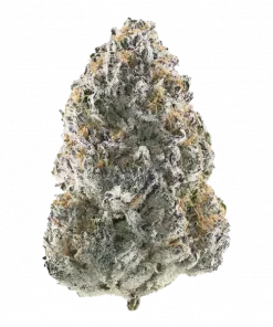 Grape Rips, üzüm şeker aroması ve dengeli etkisiyle öne çıkan bir hibrit türdür. Canlandırıcı ve rahatlatıcı yapısıyla eşsiz bir deneyim sunar. Hemen keşfedin.