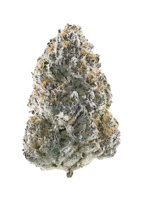 Grape Rips, üzüm şeker aroması ve dengeli etkisiyle öne çıkan bir hibrit türdür. Canlandırıcı ve rahatlatıcı yapısıyla eşsiz bir deneyim sunar. Hemen keşfedin.