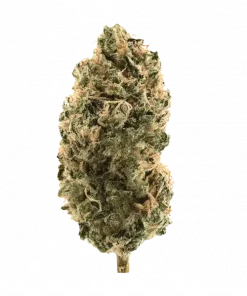 Grape Smash, üzüm aroması ve yüksek THC içeriğiyle bilinen Indica dominant bir türdür. Depresyon ve uykusuzluğa iyi gelir. Özelliklerini keşfedin.