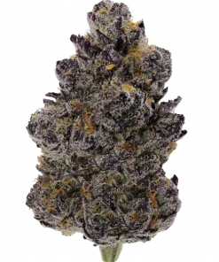 Grape X, üzüm aromaları ve 'lik THC oranıyla öne çıkan indica dominant bir türdür. Enerji verici etkileriyle bilinir. Genetik yapısını keşfedin.