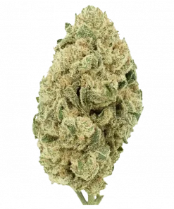 Grapefruit Auto, greyfurt aroması ve THC ile öne çıkan dengeli bir hibrit türdür. Yaratıcılığı artıran bu türün genetik yapısını keşfedin.