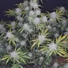 Grapefruit Auto Fem Esrar Tohumu (Fast Buds)