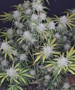 Grapefruit Auto Fem Esrar Tohumu (Fast Buds)