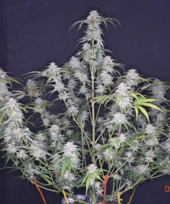 Grapefruit Auto Fem Esrar Tohumu (Fast Buds)