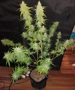 Grapefruit Auto Fem Esrar Tohumu (Fast Buds)