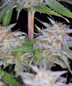 Grapefruit Auto Fem Esrar Tohumu (Fast Buds)