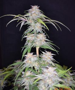 Grapefruit Auto Fem Esrar Tohumu (Fast Buds)
