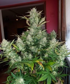 Grapefruit Auto Fem Esrar Tohumu (Fast Buds)