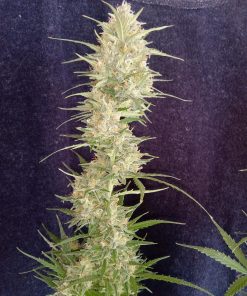 Grapefruit Auto Fem Esrar Tohumu (Fast Buds)