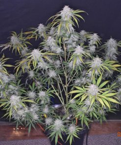 Grapefruit Auto Fem Esrar Tohumu (Fast Buds)