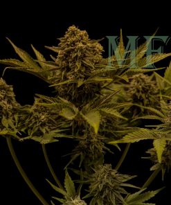 Grapefruit Auto Fem Esrar Tohumu (Fast Buds)