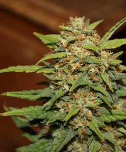 Grapefruit Auto Fem Esrar Tohumu (Fast Buds)