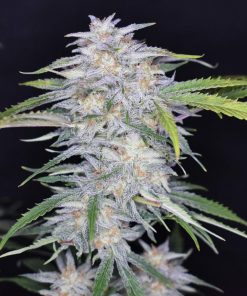 Grapefruit Auto Fem Esrar Tohumu (Fast Buds)