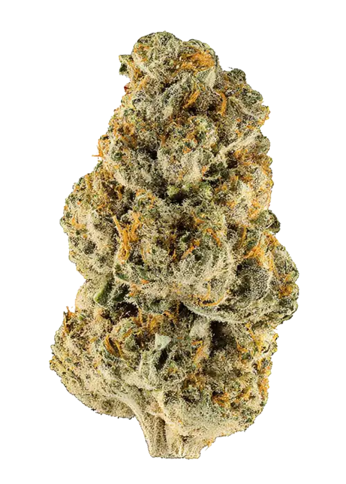 Grapevine Candy, mango ve sakız aromalarıyla öne çıkan güçlü bir indica türüdür. Depresyon ve yorgunluğa iyi gelir. Genetik yapısını keşfedin.