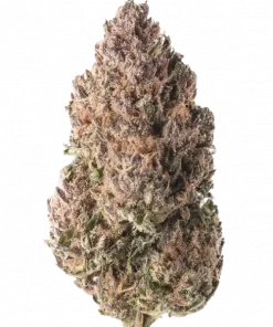 Grease Slapper, sert yakıtımsı aroması ve yüksek THC içeriğiyle bilinen dengeli bir hibrit türdür. Enerji verici etkilerini ve genetik yapısını keşfedin.