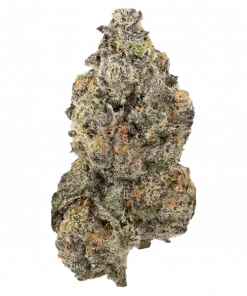 Green Apple Candy, tatlı elma aroması ve yüksek enerjisiyle bilinen Sativa baskın bir türdür. Yaratıcılığı artırır, stresi azaltır. Özelliklerini keşfedin.