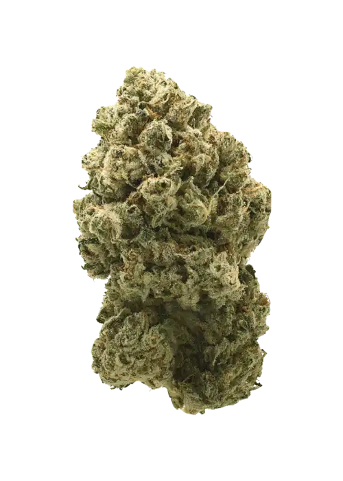 Green Apple Tangie, tatlı elma aroması ve yüksek THC içeriğiyle bilinen Sativa baskın bir türdür. Enerji verici etkilerini keşfedin ve genetik yapısını görüntüleyin.