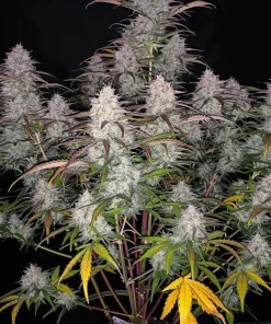 Green Crack Auto Fem Esrar Tohumu (Fast Buds)