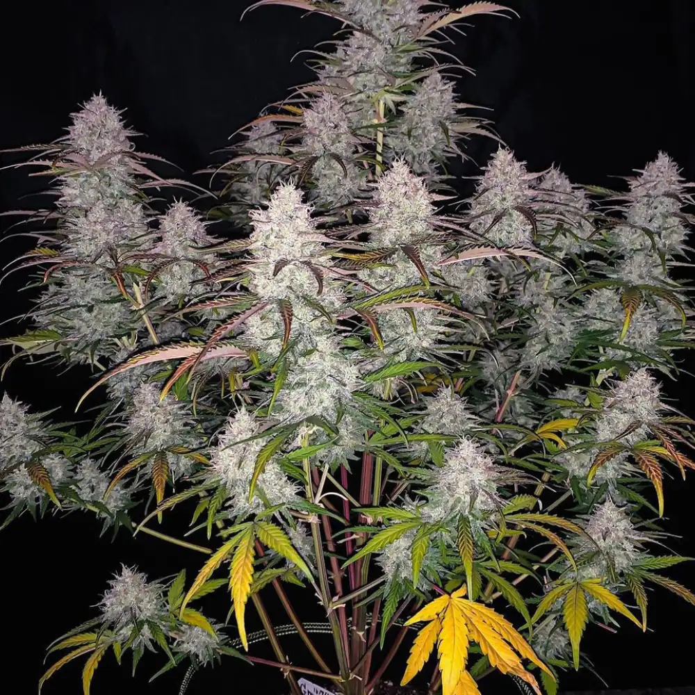 Green Crack Auto Fem Esrar Tohumu (Fast Buds)