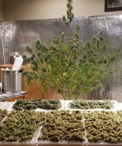 Green Crack Auto Fem Esrar Tohumu (Fast Buds)