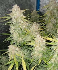 Green Crack Auto Fem Esrar Tohumu (Fast Buds)