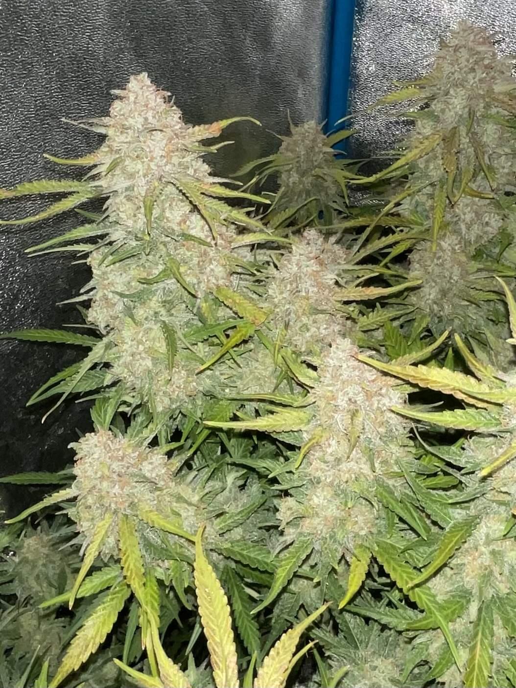 Green Crack Auto Fem Esrar Tohumu (Fast Buds)
