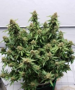Green Crack Auto Fem Esrar Tohumu (Fast Buds)