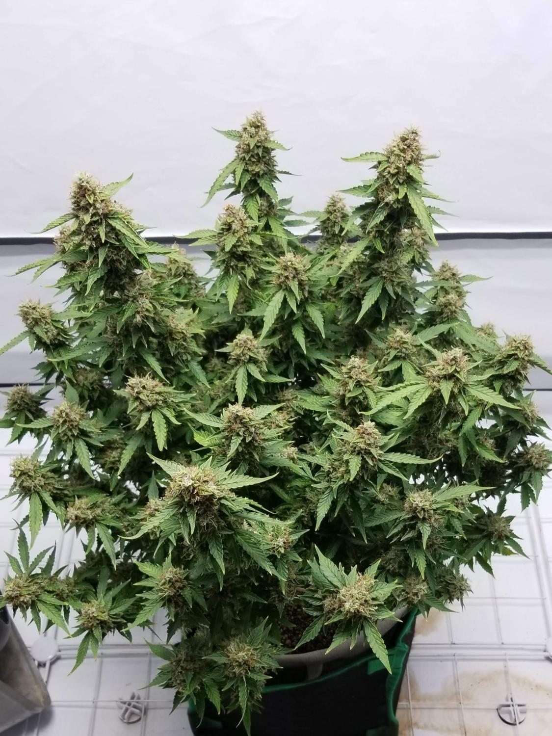 Green Crack Auto Fem Esrar Tohumu (Fast Buds)