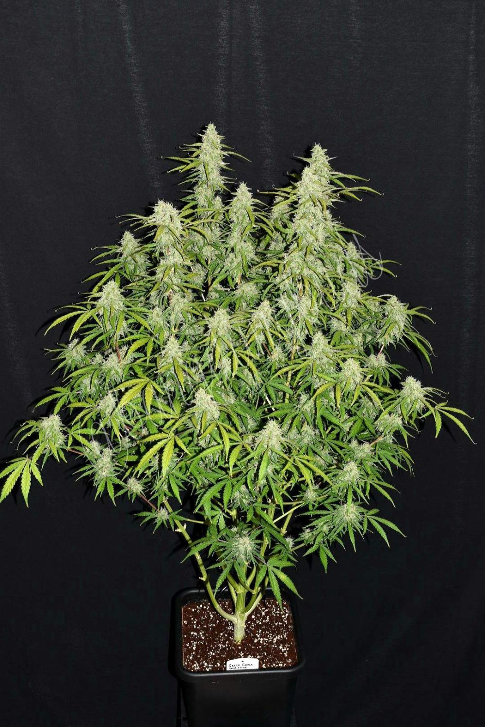 Green Crack Auto Fem Esrar Tohumu (Fast Buds)
