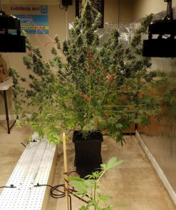 Green Crack Auto Fem Esrar Tohumu (Fast Buds)