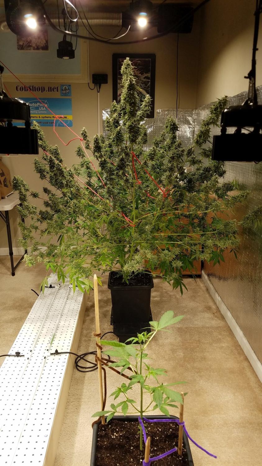 Green Crack Auto Fem Esrar Tohumu (Fast Buds)