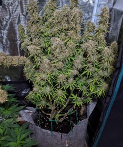Green Crack Auto Fem Esrar Tohumu (Fast Buds)