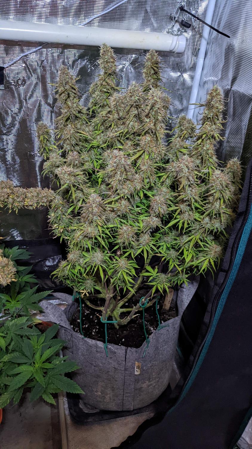 Green Crack Auto Fem Esrar Tohumu (Fast Buds)