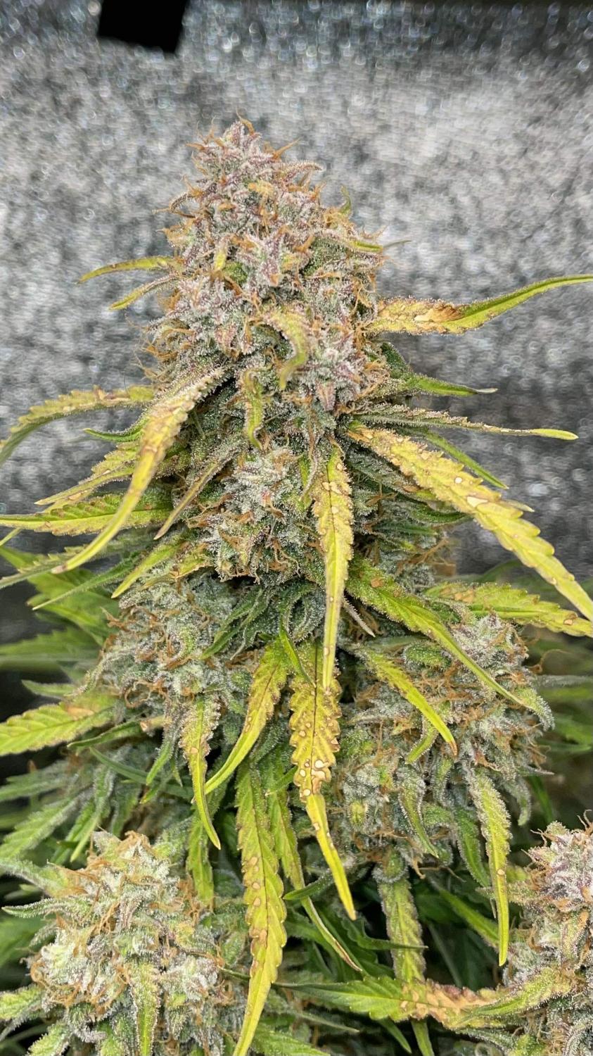 Green Crack Auto Fem Esrar Tohumu (Fast Buds)