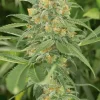 Green Crack Feminized Esrar Tohumu (Humboldt Seed Organization)