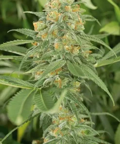 Green Crack Feminized Esrar Tohumu (Humboldt Seed Organization)