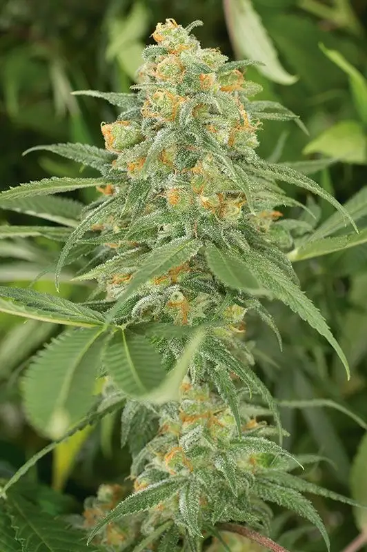 Green Crack Feminized Esrar Tohumu (Humboldt Seed Organization)