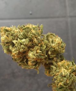 Green Crack Feminized Esrar Tohumu (Humboldt Seed Organization)