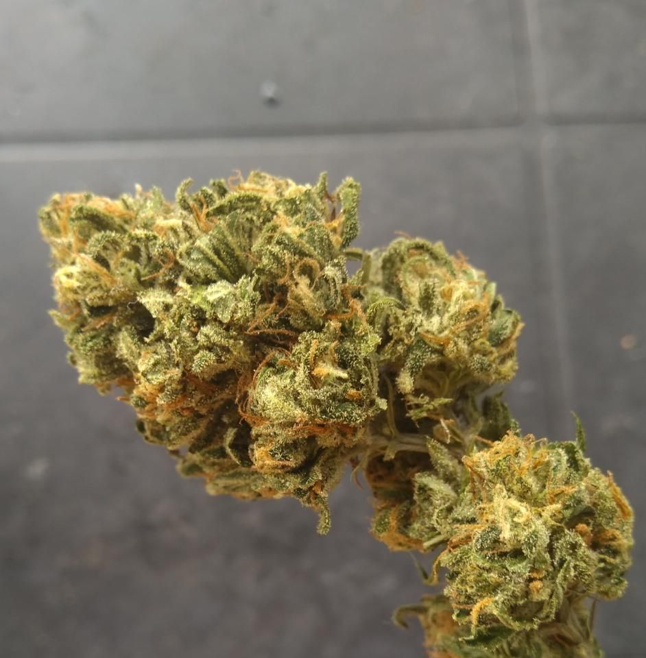 Green Crack Feminized Esrar Tohumu (Humboldt Seed Organization)