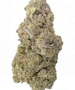 Green Crack Punch, tatlı meyve aromaları ve enerji veren etkisiyle bilinen Sativa baskın bir türdür. Depresyon ve iştah sorunları için ideal. Özelliklerini keşfedin.