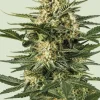 Green Gelato Auto Fem Esrar Tohumu (Royal Queen Seeds)