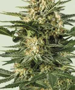 Green Gelato Auto Fem Esrar Tohumu (Royal Queen Seeds)