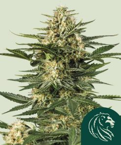 Green Gelato Auto Fem Esrar Tohumu (Royal Queen Seeds)