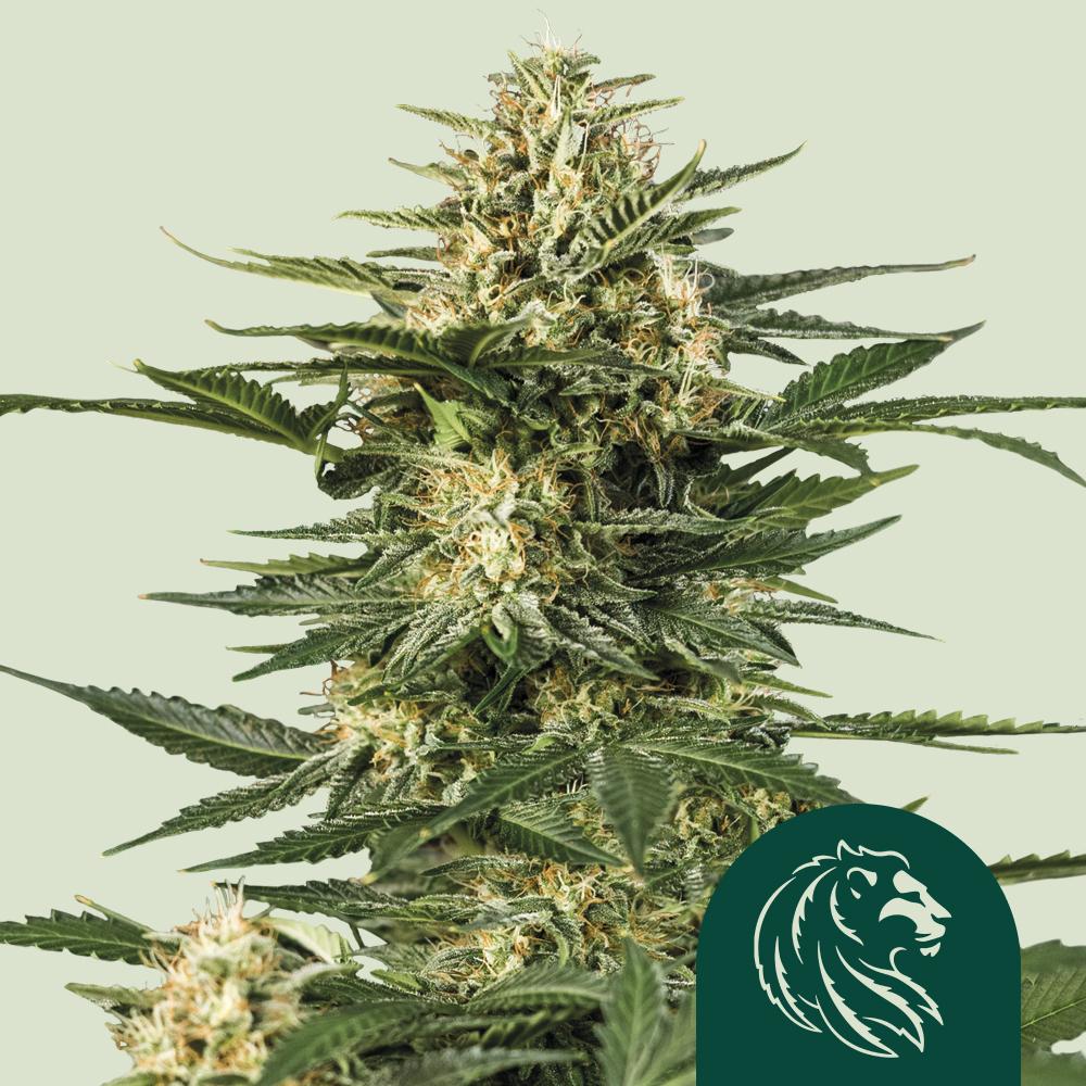 Green Gelato Auto Fem Esrar Tohumu (Royal Queen Seeds)