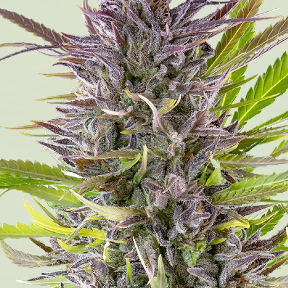 Green Gelato Feminized Esrar Tohumu (Royal Queen Seeds)